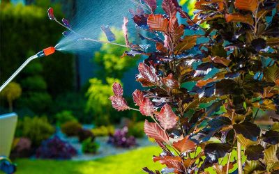 How Often Do I Need Pest Control Services?