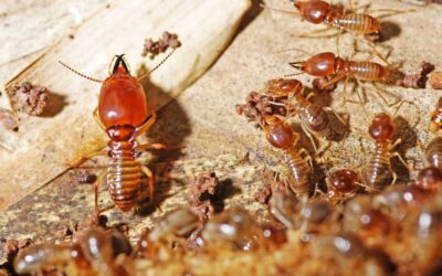 How to Remove Termites From My Home
