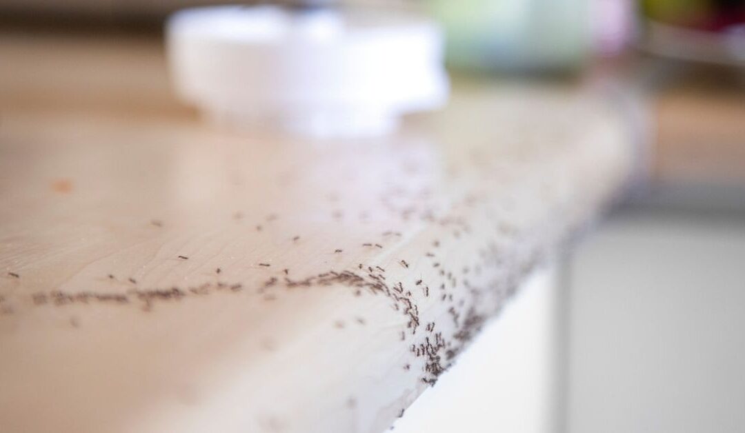 Why Do Ants Keep Coming Back? How to Stop Them