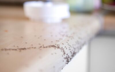 Why Do Ants Keep Coming Back? How to Stop Them